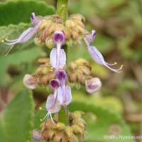 Coleus amboinicus Lour.